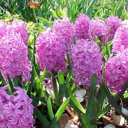 Zambila - Hyacinthus orientalis