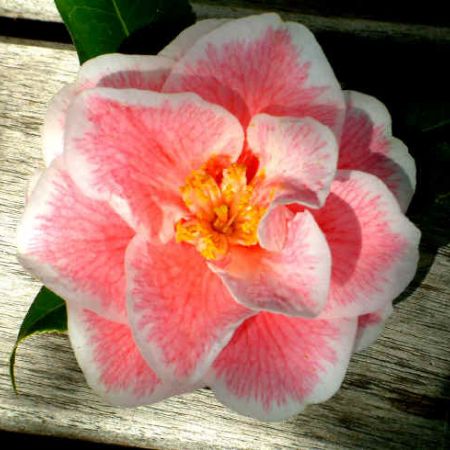 CAMELLIA 