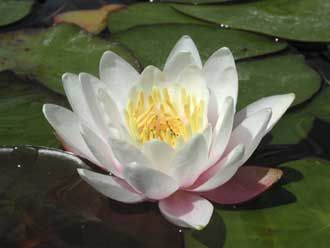 Nymphaea (Nufarul)