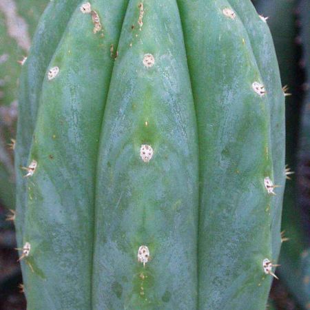 Echinopsis pachanoi