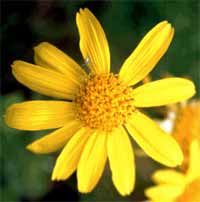 Arnica