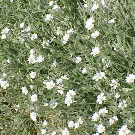 CERASTIUM