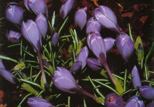 CROCUS