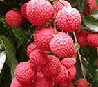 Fructe exotice - Litchi