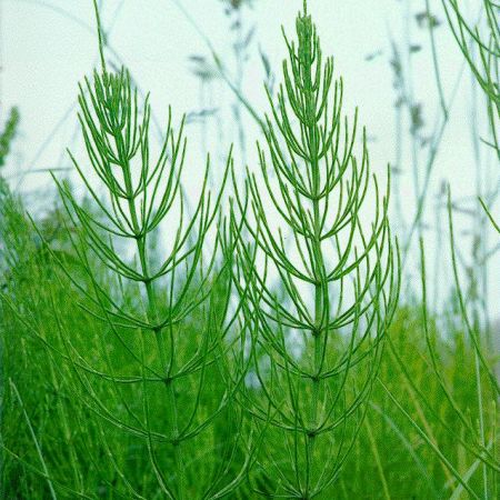 Tratamente naturale pentru degeraturi