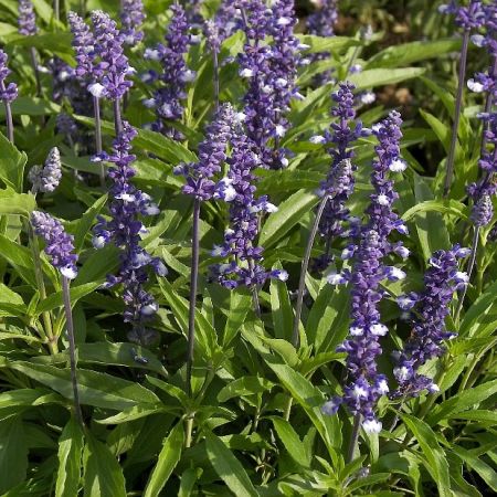 Salvia – caracteristici si retete