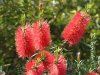 CALLISTEMON  