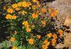 COREOPSIS