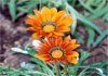 GAZANIA 