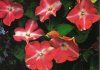 Impatiens