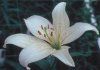 LILIUM 