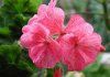 Pelargonium