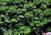 Pittosporum