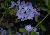 Plumbago