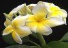 Plumeria