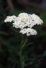 Coada soricelului - Achillea