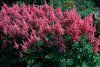 Astilbe 