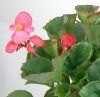 Begonia semperflorens