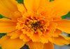 Tagetes 