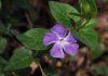 Vinca 