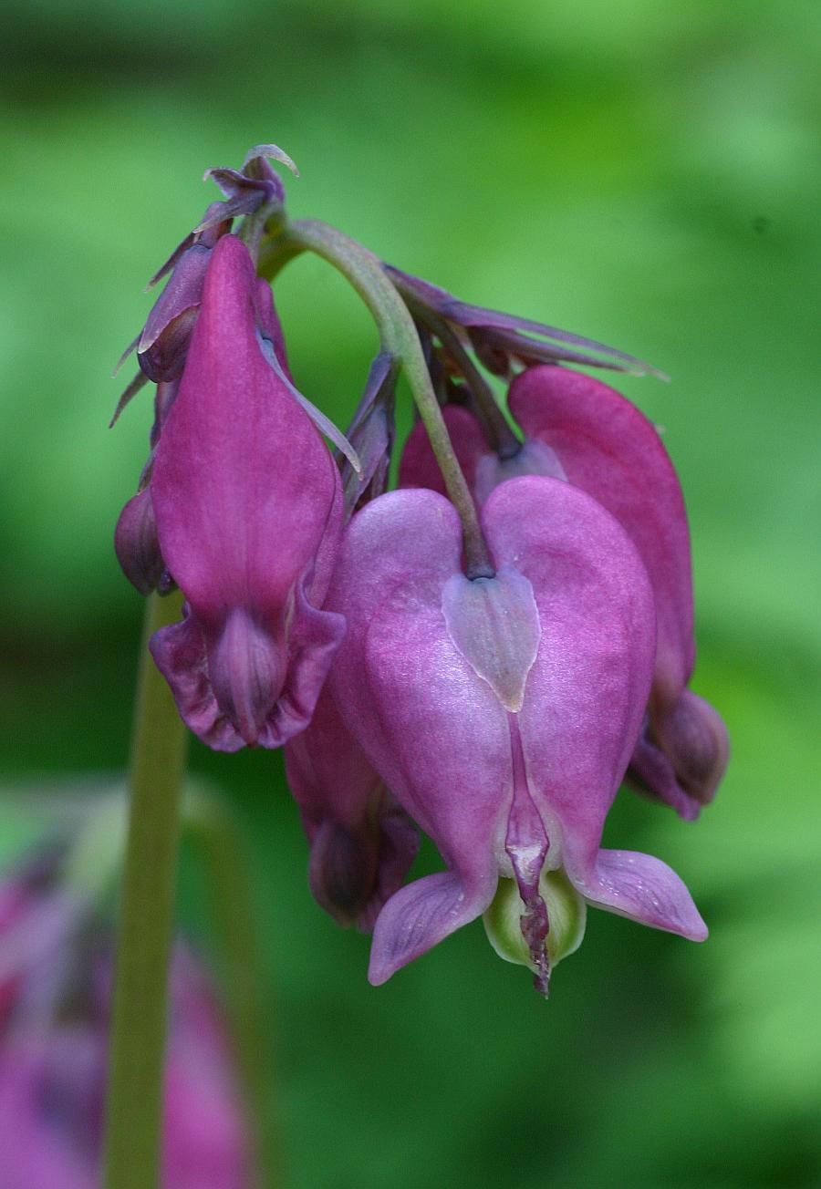 DICENTRA