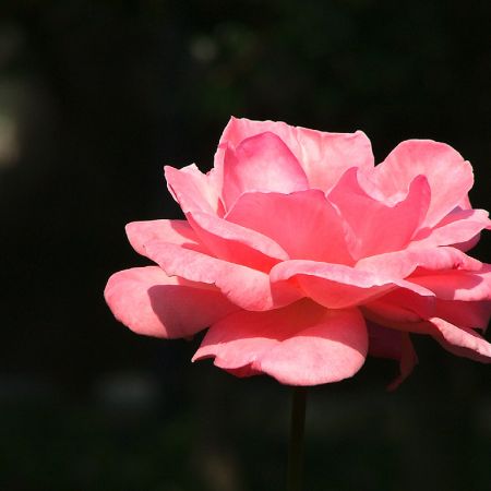 Floare fotografiata la munte