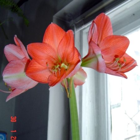 amaryllis