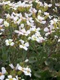 Arabis