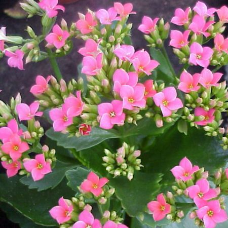 KALANCHOE