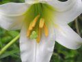 Crin regal - Lilium regale 'Album'