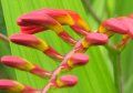 Crocosmia 'Lucifer'