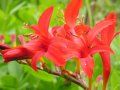 Crocosmia 'Lucifer' 23654