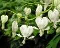 Dicentra spectabilis 'Alba'