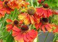 Helenium 'Moerheim Beauty'