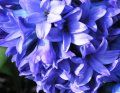 Hyacinth 'Delft Blue'