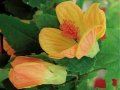 abutilon melonsorbet