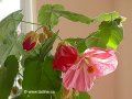 abutilon 03gg