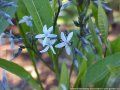 Amsonia (steaua albastra)