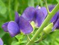 Baptisia australis