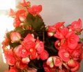 begonia_red