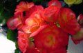 begonia rosie