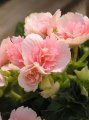 begonia roz