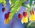 boboci de abutilon