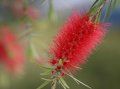 Bottlebrush