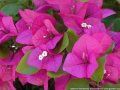 bougainvillea