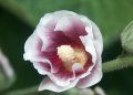 camelia