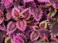 coleus