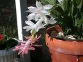 Craciunita alba (Schlumbergera)