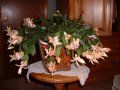 Craciunita portocalie 2(Schlumbergera)