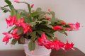 Craciunita rosie 3(Schlumbergera)